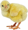 Kaz_Creations Easter Deco Chick - PNG gratuit GIF animé