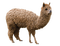 Alpaca - ingyenes png animált GIF