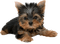 patymirabelle chien - png gratuito GIF animata