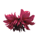 minou-red-flower - gratis png geanimeerde GIF
