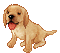 doggy - Free animated GIF Animated GIF