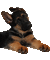 Nina dog - Безплатен анимиран GIF анимиран GIF