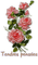flowers pink rose bp