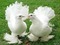 голуби - GIF animé gratuit