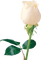 white rose sunshine3 - Animovaný GIF zadarmo
