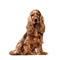 dog-- minou52 - бесплатно png анимированный гифка