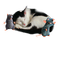 Nina cat - δωρεάν png κινούμενο GIF