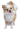 Chihuahua - zadarmo png animovaný GIF