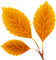 autumn Bb2 - besplatni png animirani GIF