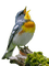 birds katrin - δωρεάν png κινούμενο GIF