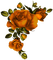 flower-rose-orange - PNG gratuit GIF animé