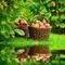 Basket of Fruit under Green Tree