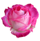 kukka, fleur, flower, ruusu, rose - gratis png animeret GIF