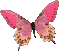 papillon - GIF animado gratis GIF animado