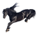 Paard - png gratis GIF animado