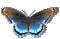 Бабочка - 無料のアニメーション GIF アニメーションGIF