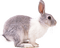 rabbit katrin - darmowe png animowany gif