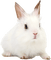conejo - gratis png animeret GIF