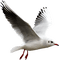 Kaz_Creations Birds Bird - фрее пнг анимирани ГИФ