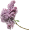 Lilas.Flowers.Fleurs.Lilac.Victoriabea - PNG gratuit GIF animé