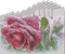 winter hiver fleur flower rose frozen snow neige fond background - png gratis GIF animasi