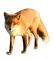 Fuchs renard fox - png gratis GIF animado