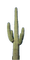 cactus - PNG gratuit GIF animé