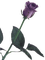 utena purple rose - png gratis GIF animado