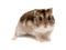 hamster2 - 免费动画 GIF
