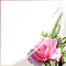 frame cadre flowers - png gratuito GIF animata