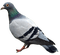 Kaz_Creations Bird Pigeon - gratis png geanimeerde GIF