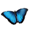 Butterfly - png grátis Gif Animado