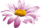 Tube fleur - PNG gratuit GIF animé