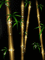 bamboo - Nemokamas animacinis gif animuotas GIF