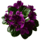 violets - δωρεάν png κινούμενο GIF