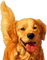 chien golden retriever - PNG gratuit GIF animé