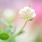 Kaz_Creations Deco  Flowers Backgrounds Background Colours - nemokama png animuotas GIF