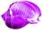 Seashell.Purple - besplatni png animirani GIF