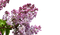 kukka, flower, fleur - besplatni png animirani GIF