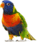 Kaz_Creations Parrot Bird - gratis png geanimeerde GIF