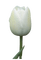 Tulipano bianco - безплатен png анимиран GIF