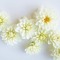 bg-flower-white - besplatni png animirani GIF