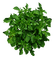PLANTAS - Free PNG Animated GIF