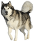 Hond - ingyenes png animált GIF