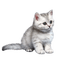 katt------cat - 免费PNG 动画 GIF