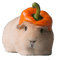 Guinea Pig - Free PNG Animated GIF