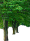 Wald - gratis png animerad GIF