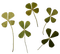 clovers - darmowe png animowany gif