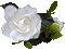 flowers katrin - Δωρεάν κινούμενο GIF κινούμενο GIF