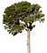 albero - bezmaksas png animēts GIF